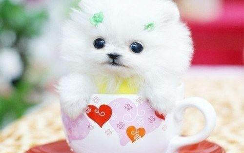 貴賓犬能長多大