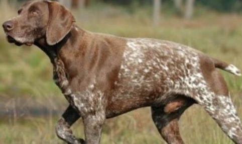 田野小獵犬來月經怎么處理方法