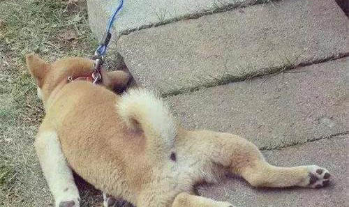 狗狗下巴長疙瘩