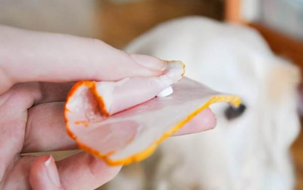 狗狗得了犬瘟熱打針后嗜睡