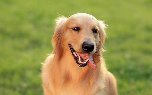 狗狗患有犬瘟熱病毒的癥狀
