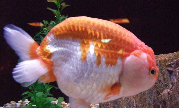 什么品種觀賞魚最好養(yǎng)