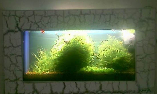 魚缸里可以養什么植物