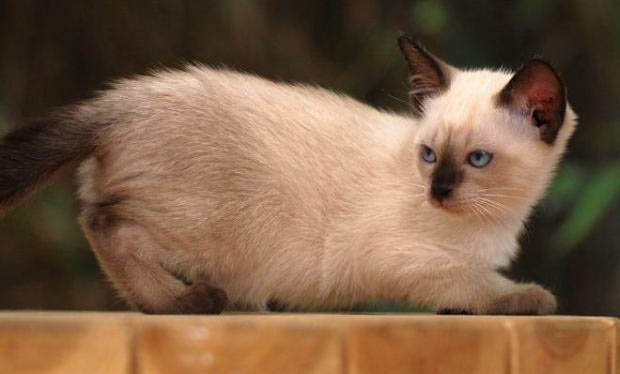 暹羅貓應該如何飼養