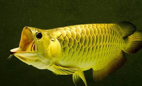 冷水觀賞魚有哪些品種?