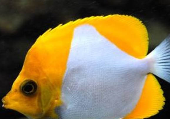釣魚需要調漂嗎?