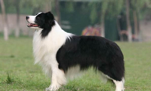 邊境牧羊犬可以喂剩飯菜嗎
