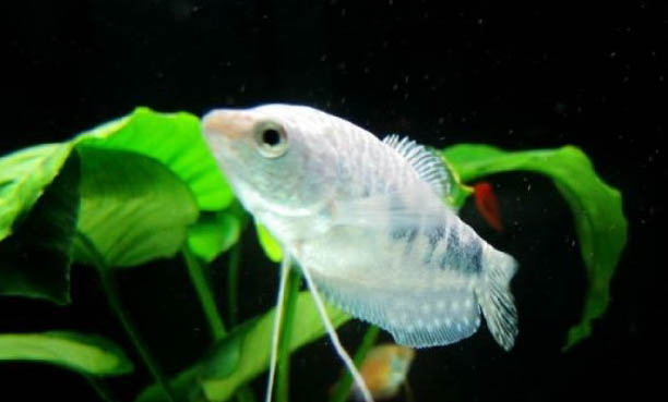 釣魚刺魚正確手法