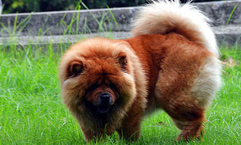 松獅犬幼犬吃什么狗糧好呢