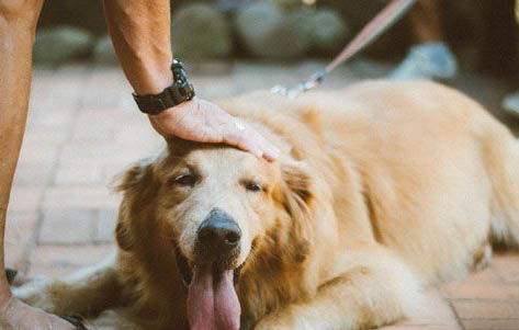 如何選購金毛犬