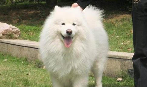 薩摩耶犬能吃哪些食物