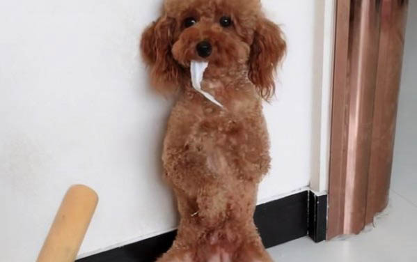 泰迪狗生完小狗大概多久