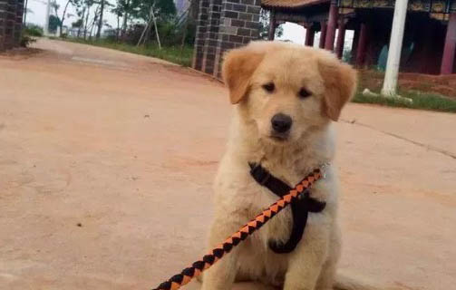幼犬肛門突出是怎么回事