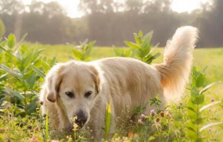 金毛犬懷孕要注意哪些問題