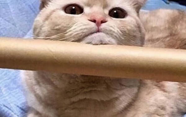小貓咪肚子大怎么回事