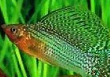 80的魚缸可以養幾條七彩神仙魚
