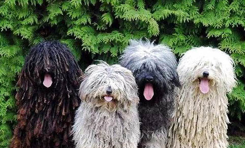 可蒙犬為什么不愛吃東西?處理方法和注意事項