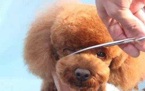 泰迪幼犬狗糧哪個牌子好