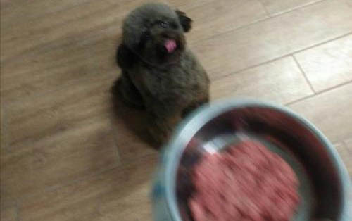泰迪狗狗只吃狗糧就可以了嗎