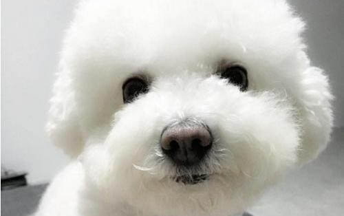狗狗肝病有哪些癥狀