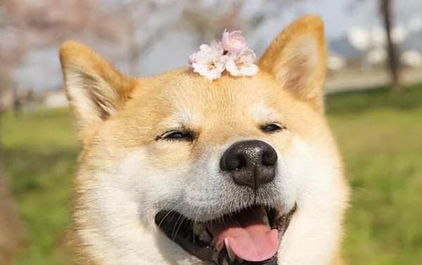 狗狗拉稀是什么原因及處理方法