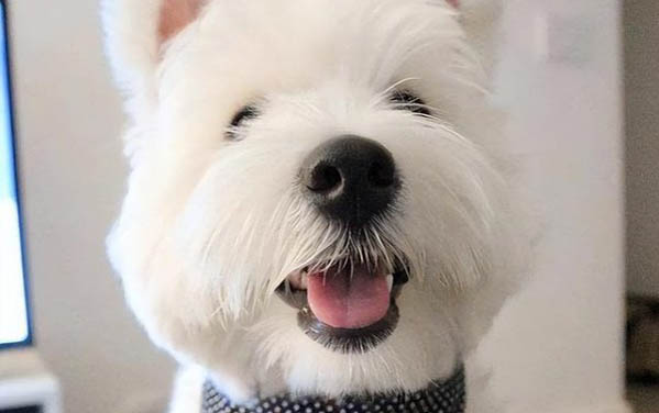 狗吃了異煙肼還有救嗎