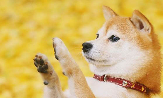 柴犬智商排名第幾