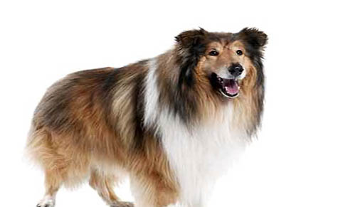 蘇格蘭牧羊犬如何養