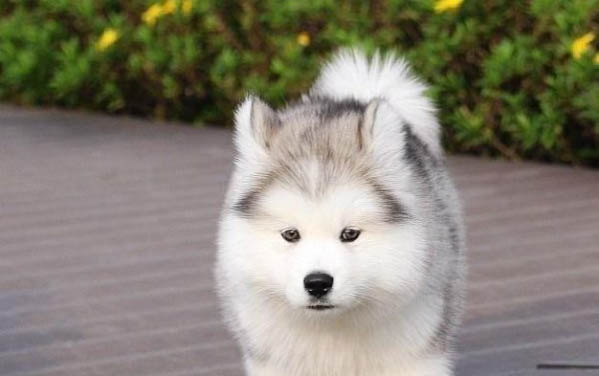 阿拉斯加雪橇犬簡介