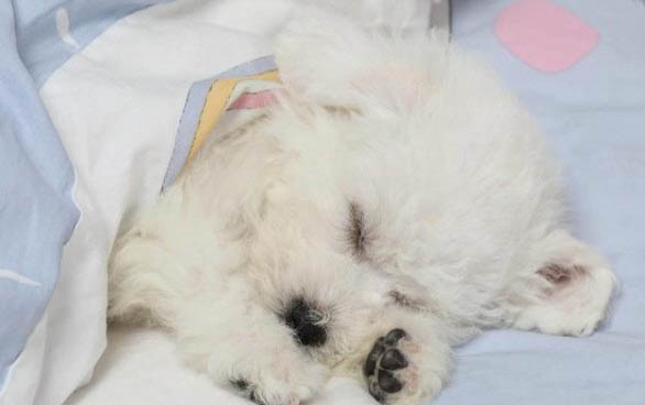 比熊犬一天吃多少狗糧