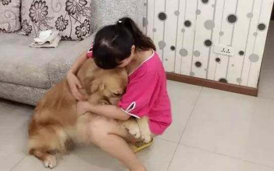 金毛狗狗和拉布拉多哪個好
