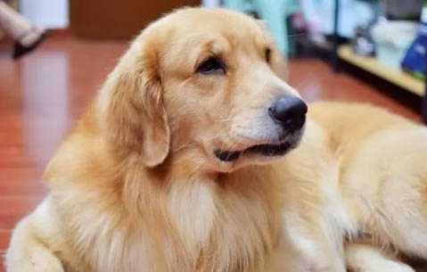 金毛犬腹部腫大，如何判斷是否腹水？