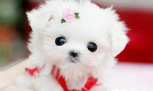 蝴蝶犬幼犬2個月大圖片