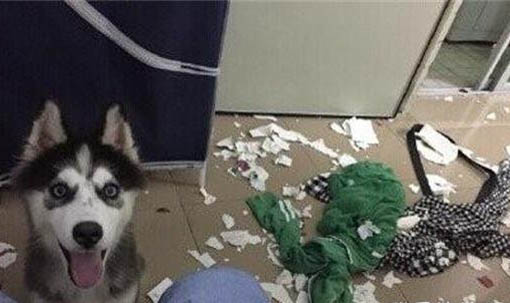 狗狗拉肚子嘔吐怎么辦?