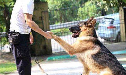 中亞牧羊犬和高加索犬哪個厲害