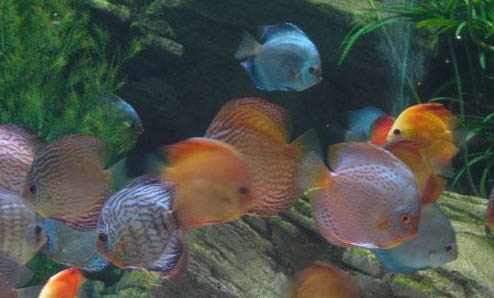 七彩神仙魚需要使用加熱棒嗎