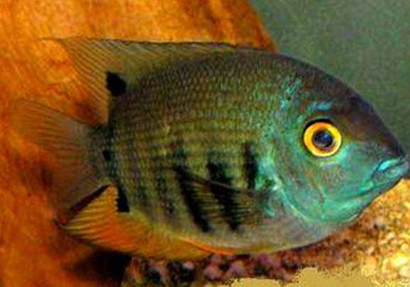 孔雀魚多久繁殖一次?