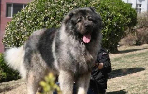 如何培養狗狗大小便