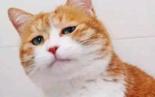 新生小貓幾天睜眼睛