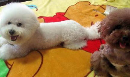 比熊犬與泰迪哪個好養