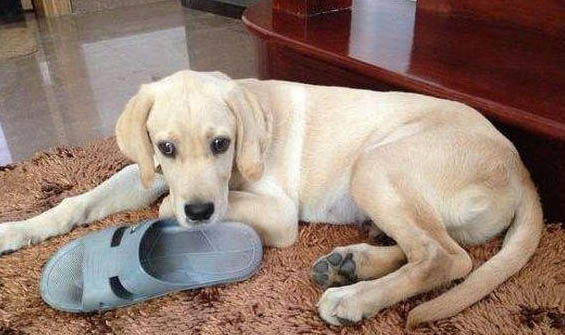 英國玩具獵鷸犬怎么學游泳