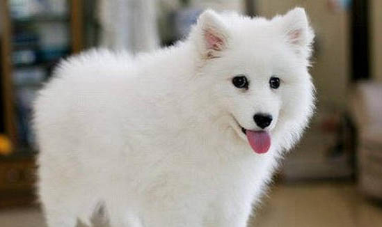 銀狐犬和薩摩耶的區(qū)別?