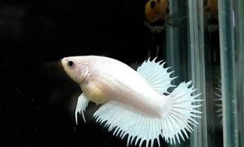 熱帶魚(yú)的正確換水方法