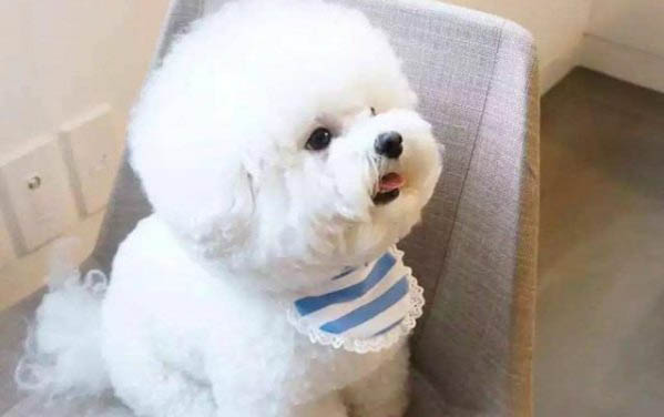 狗狗撕扯狗窩的原因及處理方法