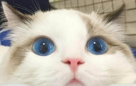寵物貓如何養