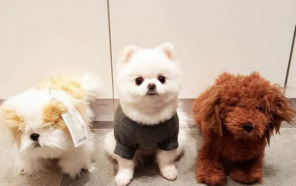 狗狗腦炎的早期癥狀