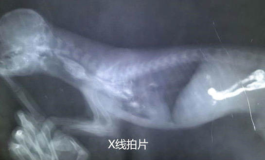 比熊幼犬便秘怎么辦？