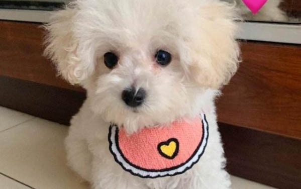 狗狗被撞了能跑說明沒事嗎