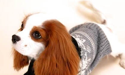 不列塔尼獵犬哪里有賣