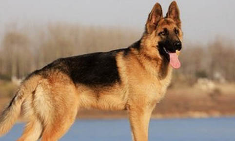 東德牧羊犬和西德牧羊犬的區(qū)別是什么？